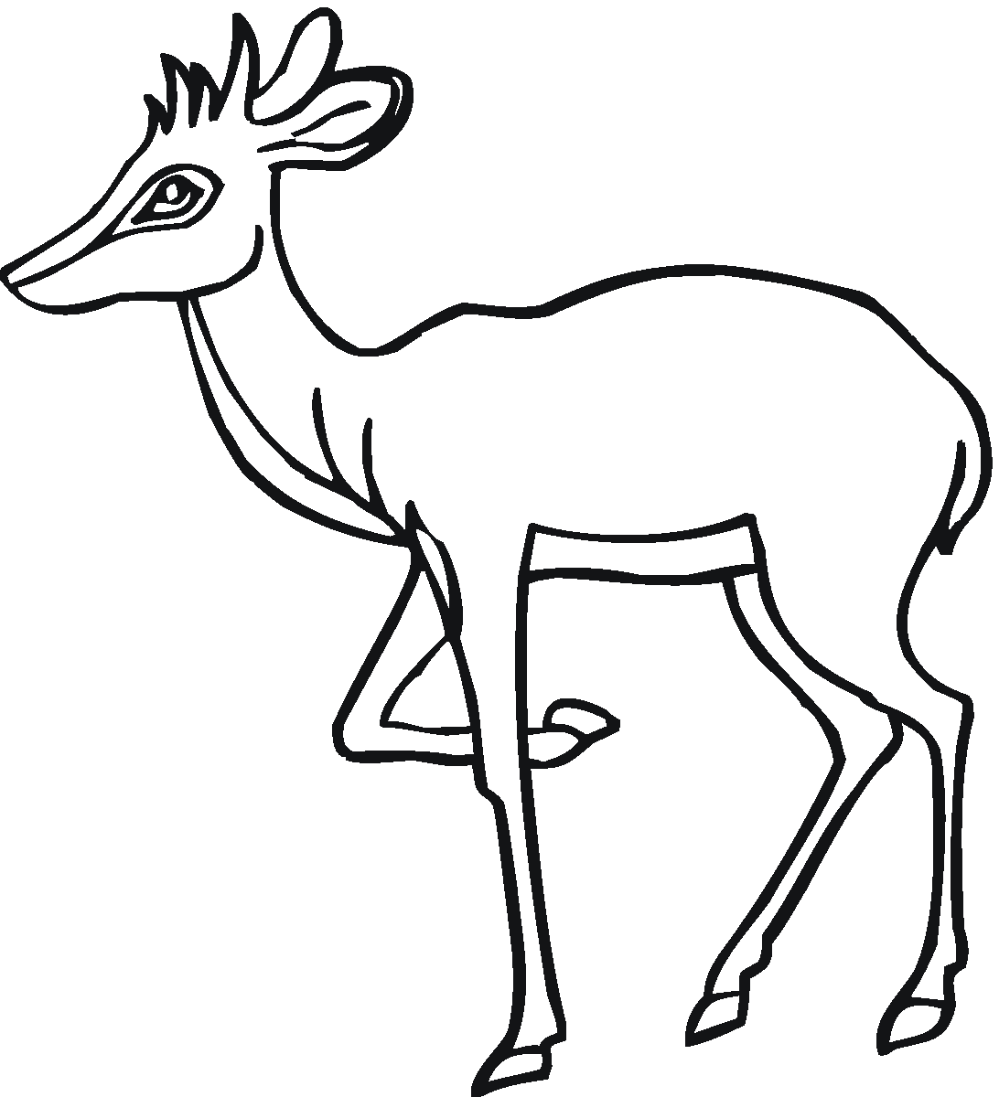 Antylopa, gazela, gnu kolorowanki